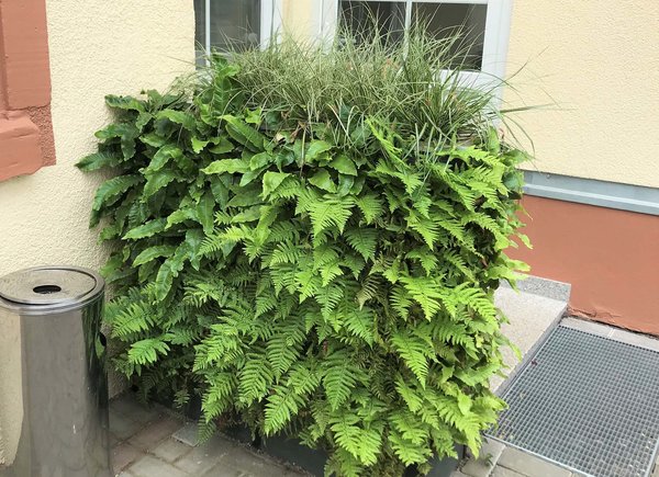 Die greencityWALL im Innenhof der Firma E. Stather GmbH