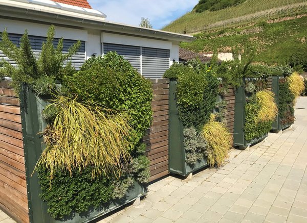 greencityWALL als Sichtschutzwand - Hecklingen